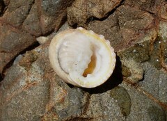 Nerita plicata