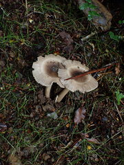 Amanita pekeoides