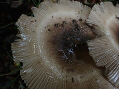 Amanita pekeoides