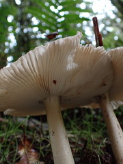 Amanita pekeoides