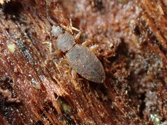 Brontopriscus sinuatus