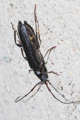 Cerambycoidea