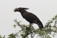 Lophaetus occipitalis