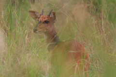 Tragelaphus scriptus bor
