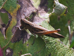 Chorthippus loratus