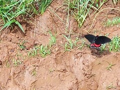 Heraclides anchisiades