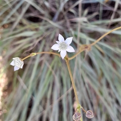 Alepidea natalensis