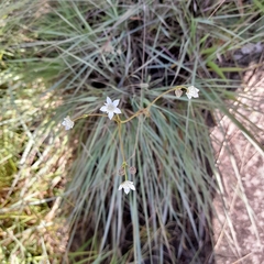 Alepidea natalensis