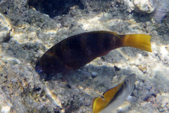 Scarus ferrugineus