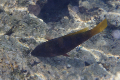 Scarus ferrugineus