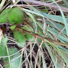 Alepidea natalensis