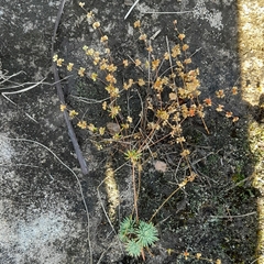 Psammotropha mucronata