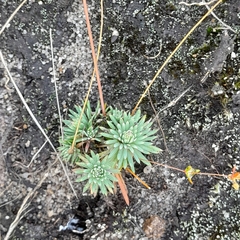 Psammotropha mucronata
