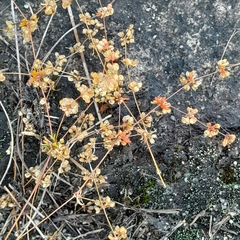 Psammotropha mucronata