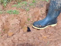 Heraclides anchisiades