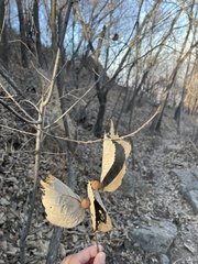 Celtis koraiensis
