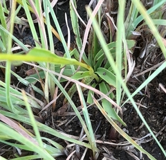 Schizochilus flexuosus