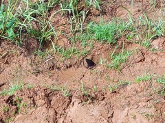 Heraclides anchisiades