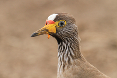 Vanellus senegallus