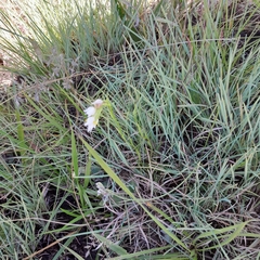 Schizochilus flexuosus