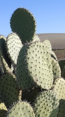 Opuntia robusta