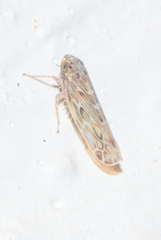 Deltocephalini