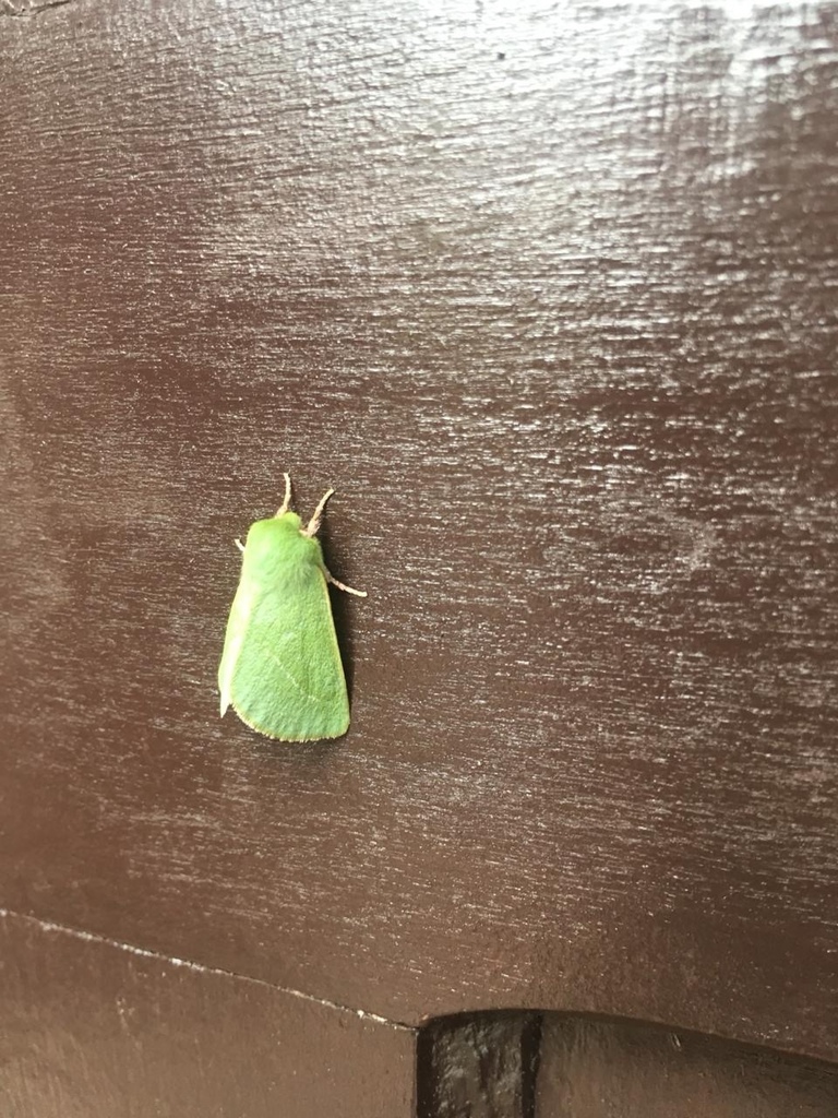 Jochroa chlorogastra