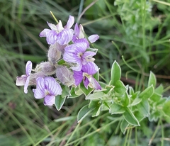 Lotononis lotononoides