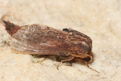 Metarbelidae