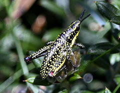 Monistria concinna