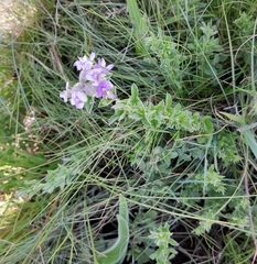 Lotononis lotononoides