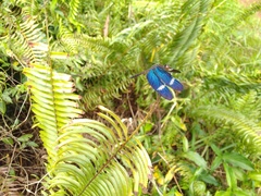 Zenithoptera fasciata