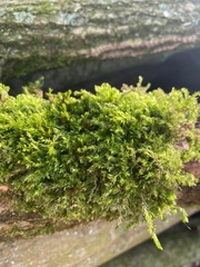 Rhynchostegium confertum