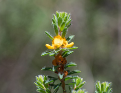Pultenaea tuberculata