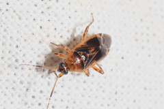 Deraeocoris