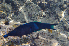 Gomphosus klunzingeri