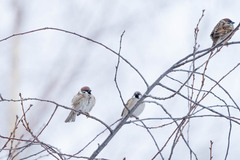 Passer montanus