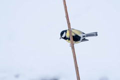 Parus major
