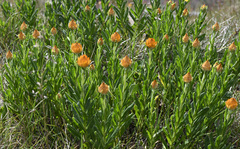 Xerochrysum subundulatum