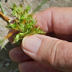 Habenaria lithophila
