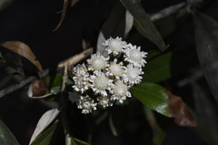 Ozothamnus stirlingii