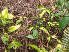 Zenithoptera fasciata