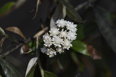 Ozothamnus stirlingii