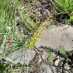 Habenaria lithophila