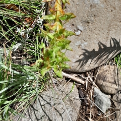 Habenaria lithophila