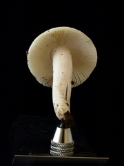 Russula violeipes