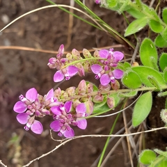 Polygala amatymbica