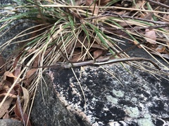 Ctenomorpha marginipennis