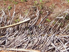 Drymobius margaritiferus