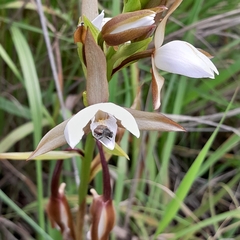 Eulophia ovalis